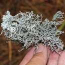 Image of western antler lichen