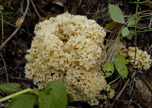 Image of Sparassidaceae