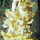 Pleurotus citrinopileatus Singer 1942 resmi