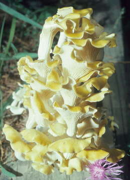 Pleurotus resmi