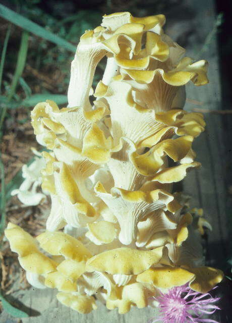Image of Pleurotaceae