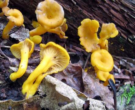 Image of Craterellus