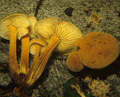 Plancia ëd Xeromphalina