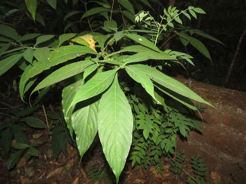 Strobilanthes integrifolius (Dalz.) Kuntze resmi