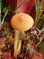 Image of Galerina