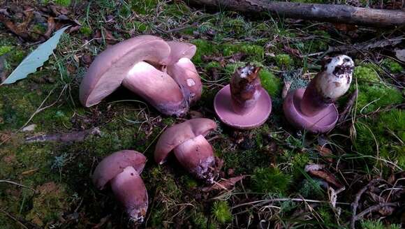 Imagem de Tylopilus violatinctus T. J. Baroni & Both 1998