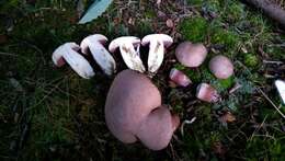 Image of Tylopilus violatinctus T. J. Baroni & Both 1998