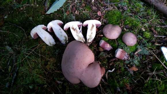 Imagem de Tylopilus violatinctus T. J. Baroni & Both 1998