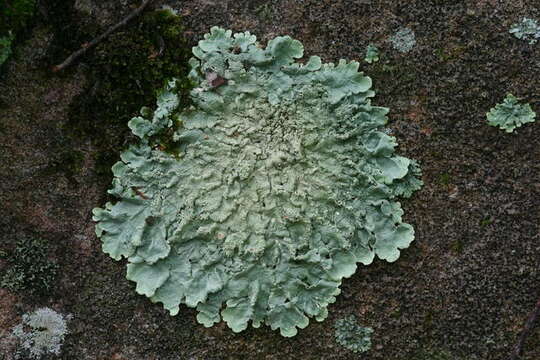 Image of flavoparmelia lichen