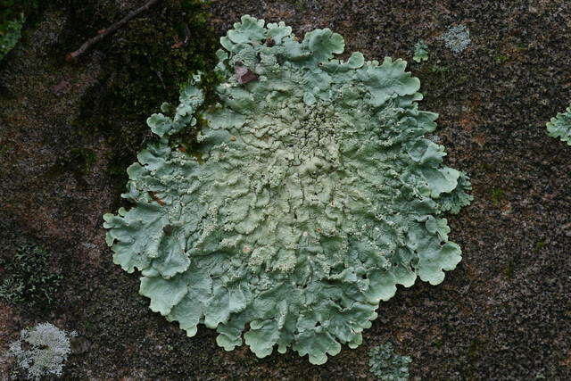 Image of flavoparmelia lichen