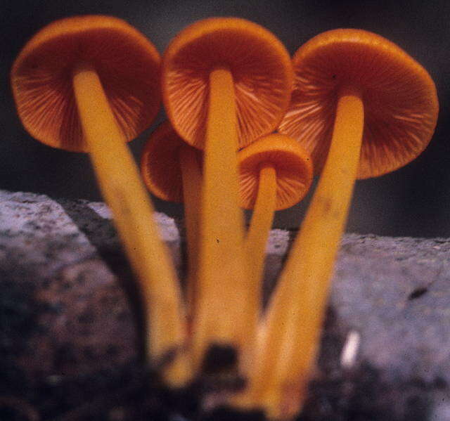 Image of Mycena leaiana (Berk.) Sacc. 1891