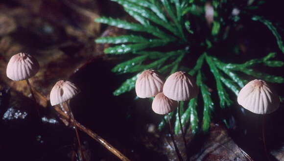 Image of Marasmius pulcherripes Peck 1872