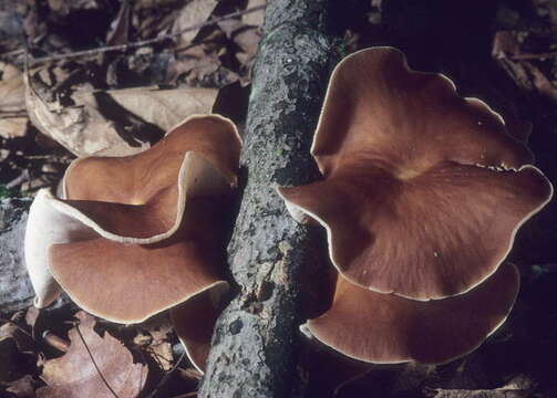 Image of Omphalotaceae