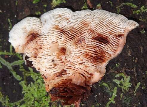 Image of Lamelloporus