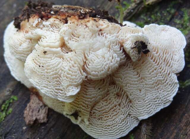 Image of Lamelloporus