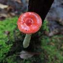 Image of Russula praeumbonata Burl. 1921