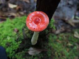 Слика од Russula praeumbonata Burl. 1921