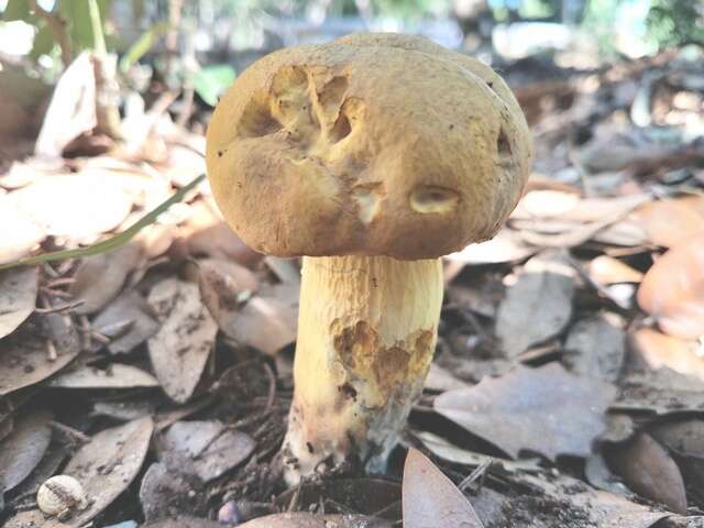 Sivun Boletus luridellus (Murrill) Murrill 1938 kuva