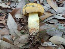 Sivun Boletus luridellus (Murrill) Murrill 1938 kuva