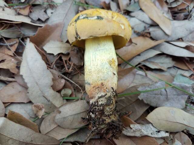 Image of Boletus luridellus (Murrill) Murrill 1938