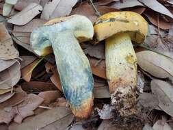 Sivun Boletus luridellus (Murrill) Murrill 1938 kuva