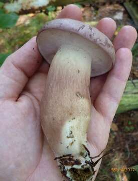 Imagem de Tylopilus violatinctus T. J. Baroni & Both 1998