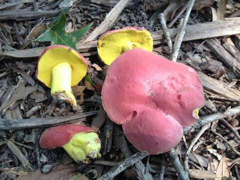 Image of Boletus roodyi B. Ortiz, D. P. Lewis & Both 2009