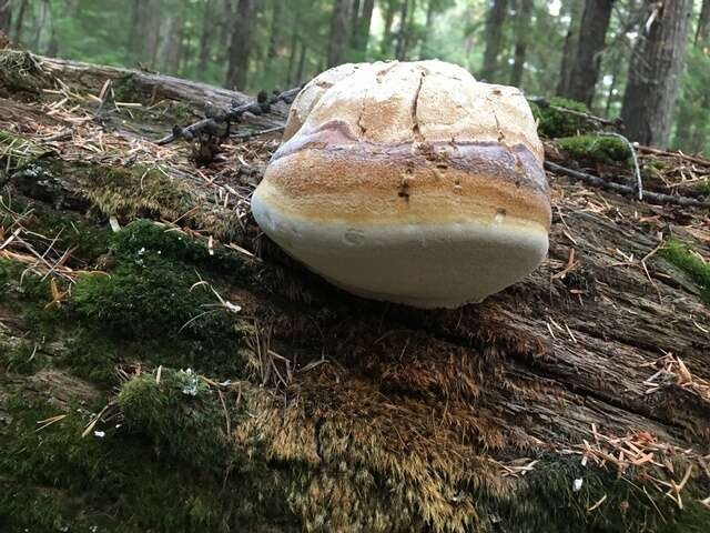 Image of Fomitopsis