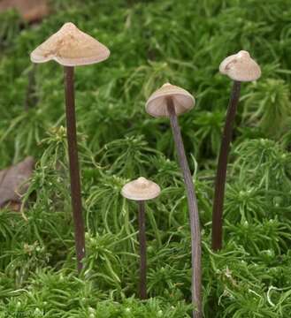 Image of Entoloma conicum (Sacc.) Hesler 1967