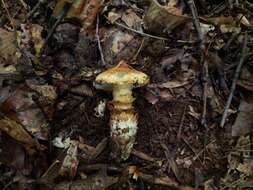 Image of Squamanita