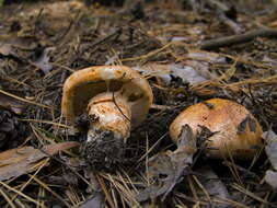 Image of Tricholoma focale (Fr.) Ricken 1914