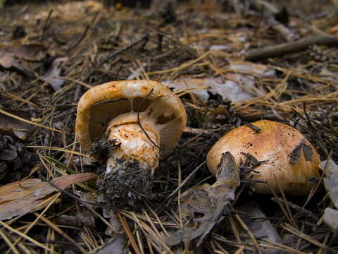 Tricholoma focale (Fr.) Ricken 1914 resmi