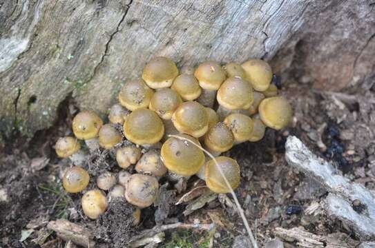 Image of Honey Fungus