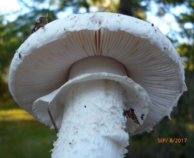 Image of Amanita mutabilis Beardslee 1919