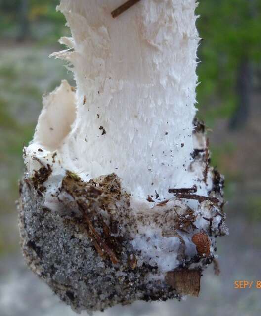 Image of Amanita mutabilis Beardslee 1919