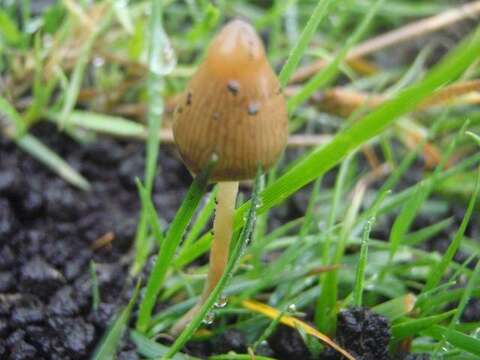 Plancia ëd Psilocybe semilanceata (Fr.) P. Kumm. 1871