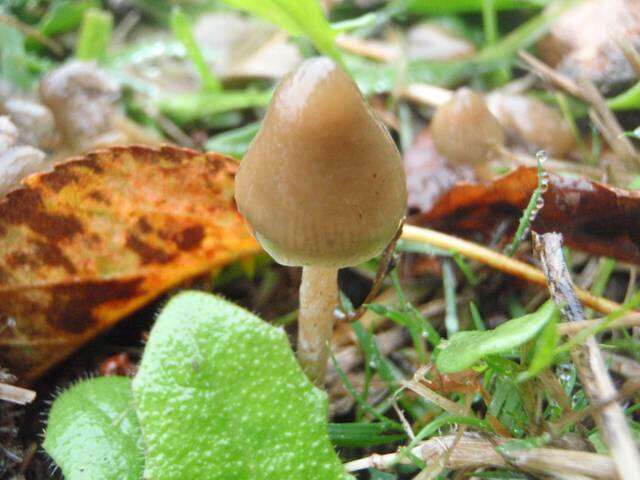 Plancia ëd Psilocybe semilanceata (Fr.) P. Kumm. 1871