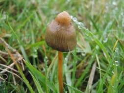 Plancia ëd Psilocybe semilanceata (Fr.) P. Kumm. 1871