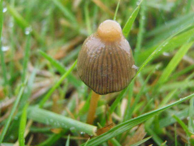 Plancia ëd Psilocybe semilanceata (Fr.) P. Kumm. 1871