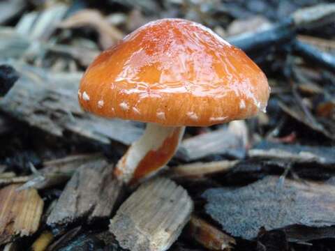 Image of Leratiomyces