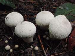 Imagem de Lycoperdon