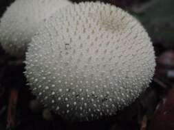 Imagem de Lycoperdon