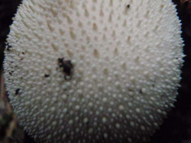 Imagem de Lycoperdon