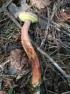 Image of Aureoboletus projectellus (Murrill) Halling 2015