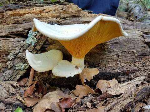 Imagem de Pleurotus