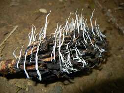 Image of Xylaria magnoliae J. D. Rogers 1979