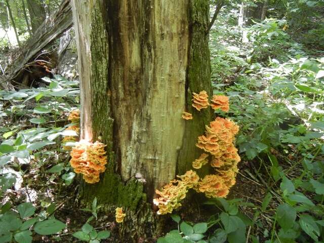 Image of Laetiporus