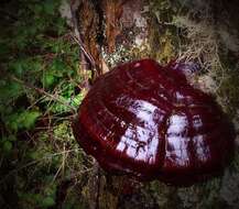 Image of Ganoderma