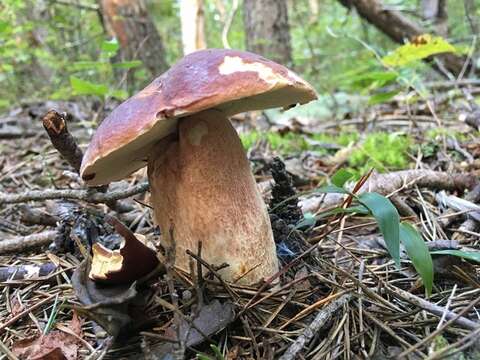 Image of Boletus subcaerulescens (E. A. Dick & Snell) Both, Bessette & A. R. Bessette 2000