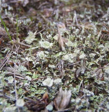 Image of Cladonia pocillum